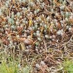 Petrosedum ochroleucum Feuille