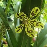 Grammatophyllum speciosum Flower