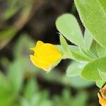 Anthyllis circinnata 花