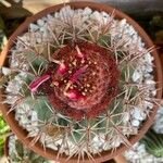 Melocactus levitestatus Hoja