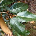 Magnolia foveolata Лист