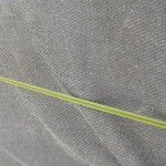 Carex vulpinoidea Leaf