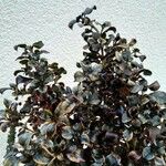 Coprosma repens Lapas