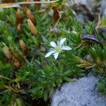 Moehringia ciliata Flower