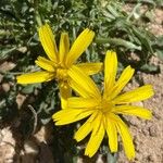 Hypochaeris robertia Flor