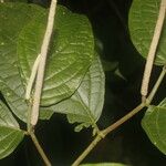 Piper curvipilum Liść