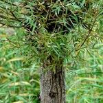 Salix purpurea Bark