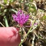 Centaurea paniculata Virág