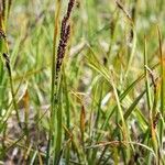 Carex bigelowii Fruit