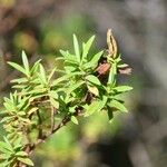 Hypericum lanceolatum Leaf