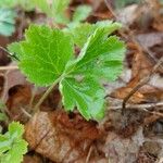 Waldsteinia fragarioides Hoja