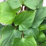 Homalomena rubescens Hoja