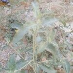 Atriplex laciniata Leaf