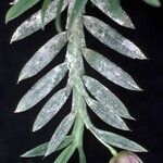 Dichaea picta Fula