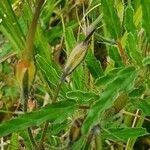 Monsonia angustifolia Fruit