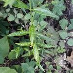 Andrographis paniculata Blad