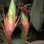 Tillandsia punctulata Hoja