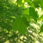 Acer saccharum Levél