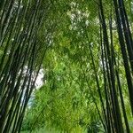 Phyllostachys bambusoides Leaf