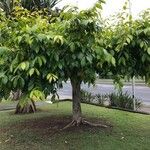 Ficus altissima Habit