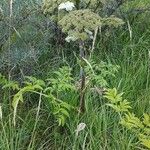 Angelica atropurpurea Характер