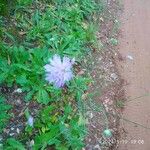 Knautia integrifolia Flower