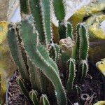 Acanthocereus tetragonus ᱥᱟᱠᱟᱢ
