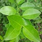 Citrus × limon Leaf