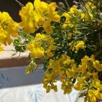 Coronilla valentina 花