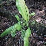 Pholidota pallida Hábito