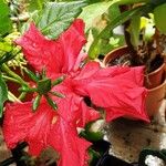 Hibiscus fragilis 花