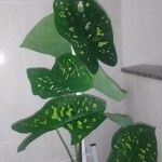 Caladium bicolorبرگ