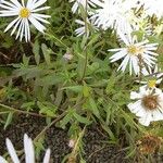 Symphyotrichum lanceolatum ഇല