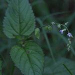 Priva lappulacea 花