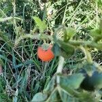 Solanum capsicoides Fruit