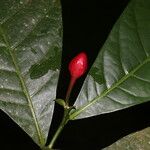 Ravenia rosea Vili