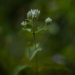 Chromolaena odorata Flower