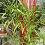 Cordyline stricta Hostoa