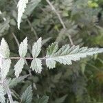 Rubus thibetanus Hoja