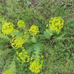 Euphorbia seguieriana Leaf