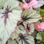 Begonia rexFlower