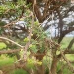 Acacia tortilis Bark