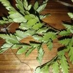 Asplenium adiantum-nigrumLapas