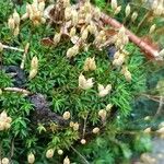 Phyllodoce caerulea 花