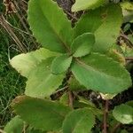 Sedum telephium Leaf