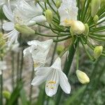 Agapanthus africanus Flower