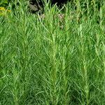 Artemisia abrotanum Lehti