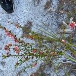 Vaccinium myrsinites പുഷ്പം