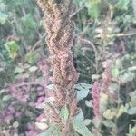 Amaranthus hybridusFiore