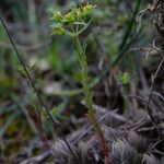 Euphorbia exigua Цвят